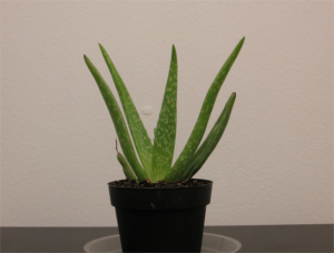 Aloe vera plant growing indoor