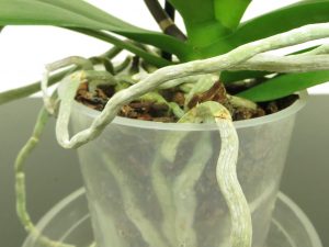 Healthy orchid roots. green and lustrous.