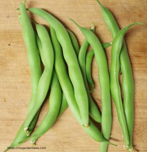 Beans Harvest from my Patio Garden