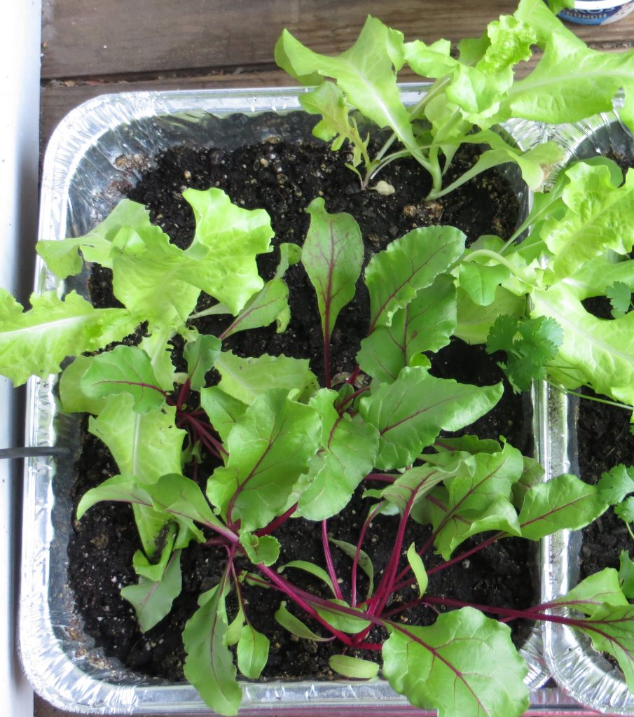 Beetroot in a Tray