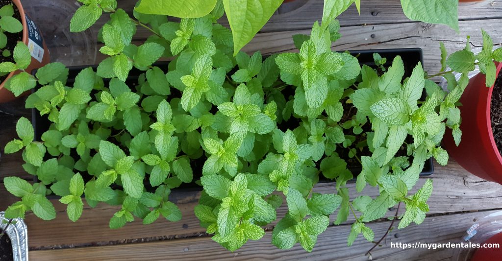 Mint grown in a container box