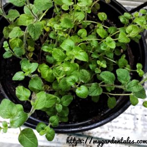 Oregano herb in a container growing indoor (inside the house)