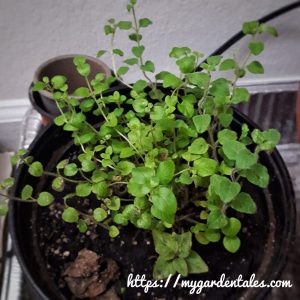 Oregano herb in a container growing indoor (inside the house)