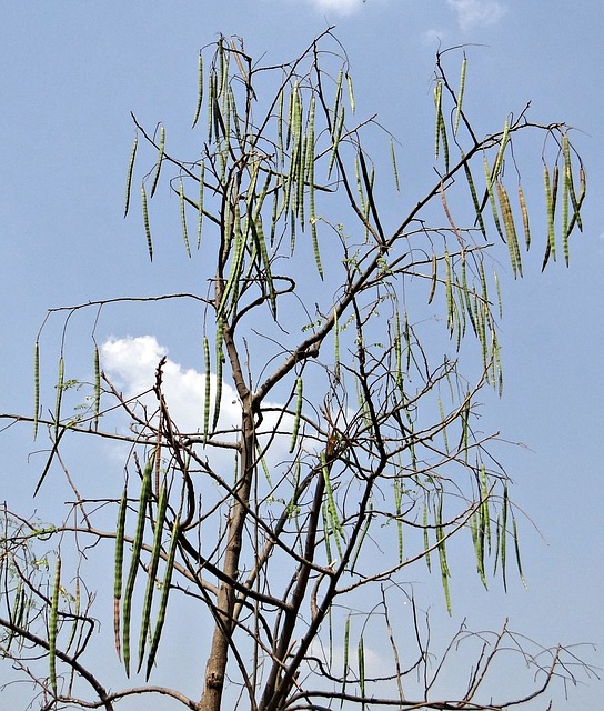 Moringa tree with Fruit Pods