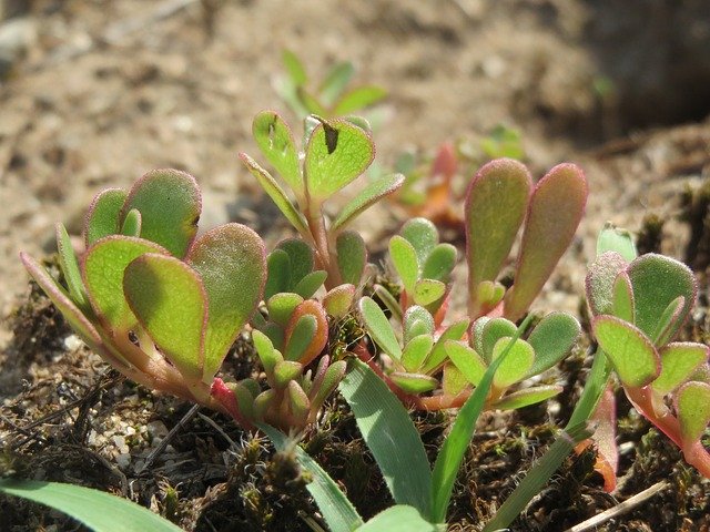 Purslane plant in soil