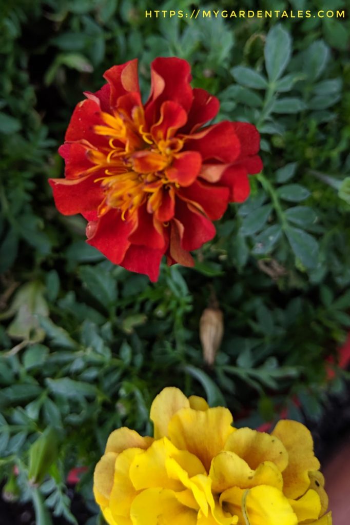 Double flowered marigold