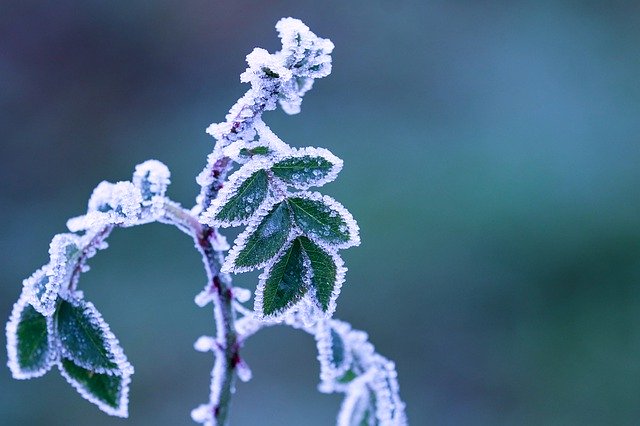 Plant covered with frost and ice