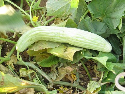 Armenian Cucumber plant