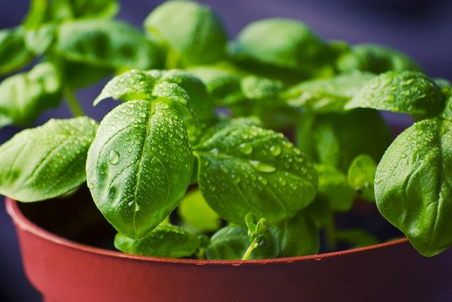 Basil growing in container garden