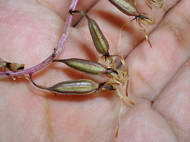 Orchid Seed Pod in a persons hand