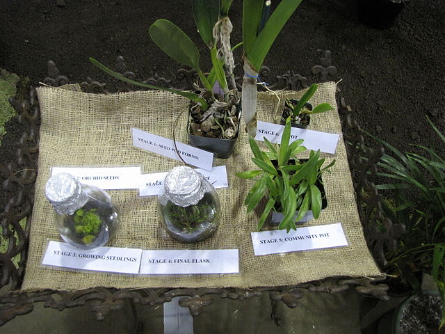 A collection of stages in orchid growth from seeds to baby plants