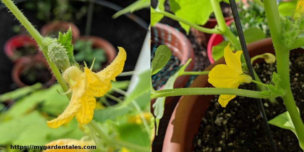 Male and Female flowers in Cucumbers in a container garden