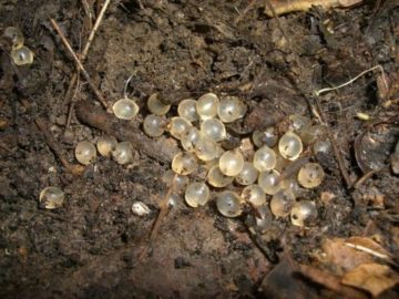Slug eggs in Top soil