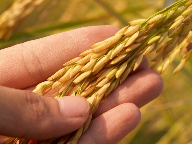 person holding wheat seeds