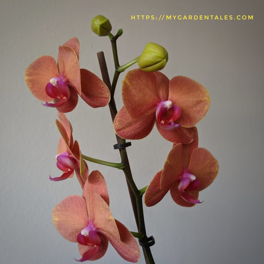 train the orchid using stake in the flower spile