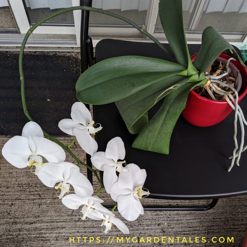 Unstaked white phalaenopsis orchid