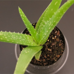 Baby Aloe plant leaves in an indoor container