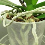 Orchids with aerial roots