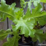 Green Lettuce in a Container
