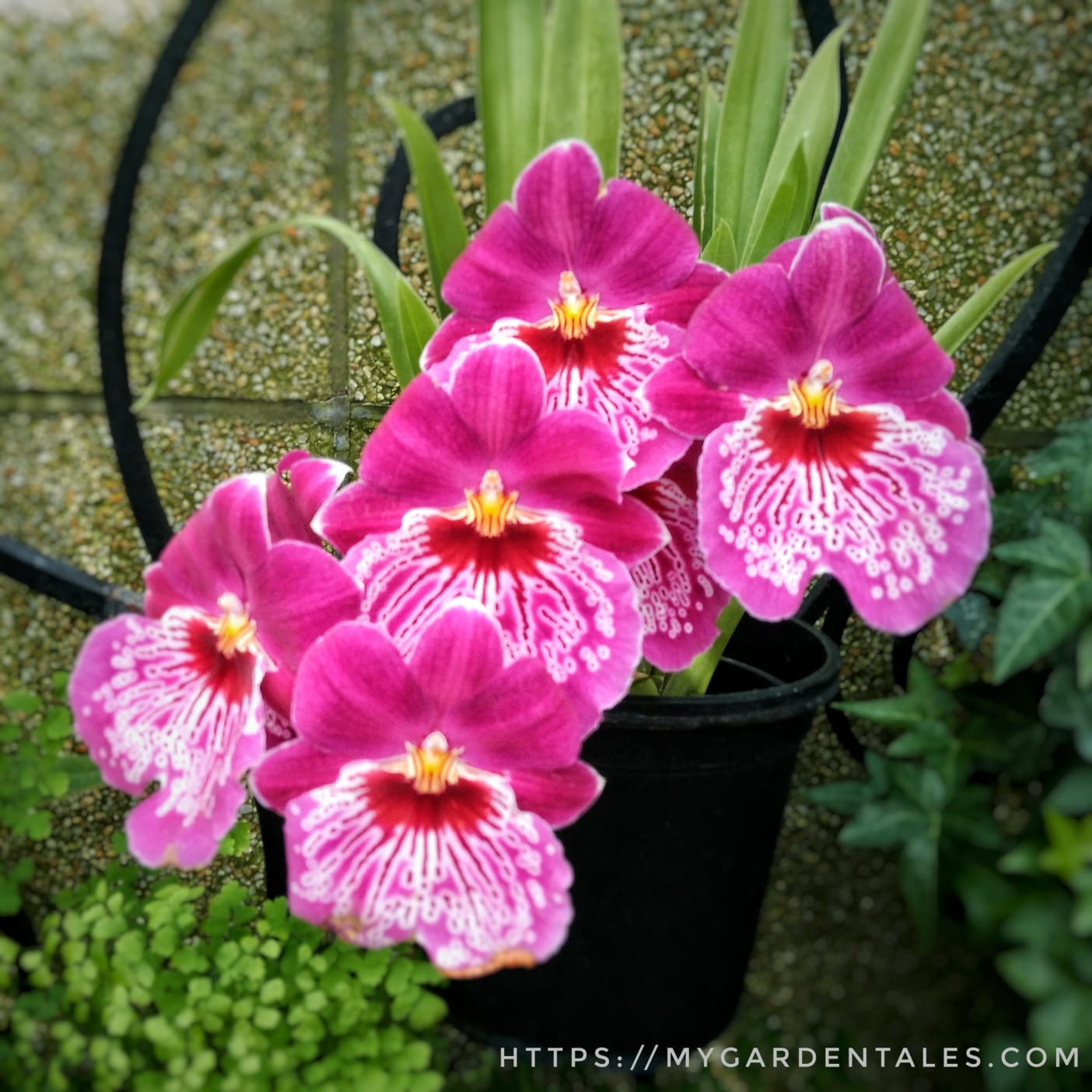 Orchid Gallery Miltonia My Garden Tales