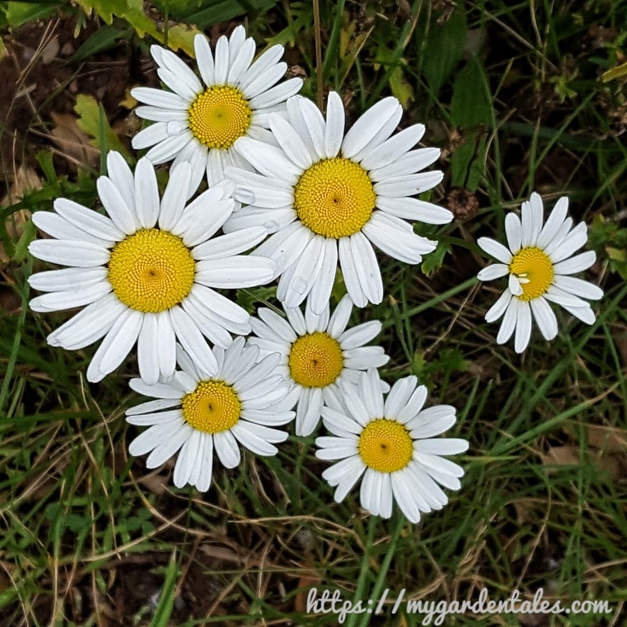 Flower Gallery : Oxeye Daisy - My Garden Tales