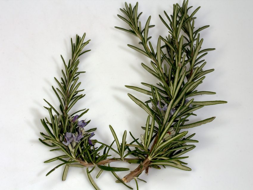 Rosemary Leaves with Flowers