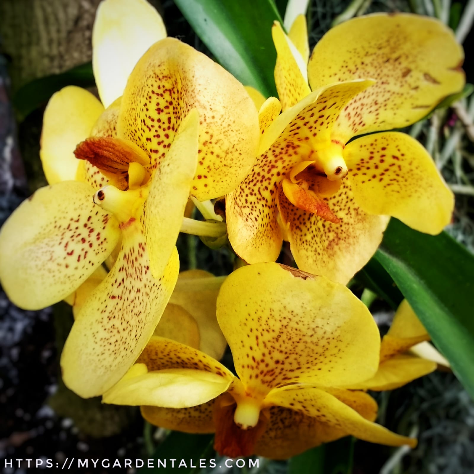 Orchid Gallery : Vanda - My Garden Tales