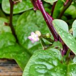 Malabar Spinach plant with flowers
