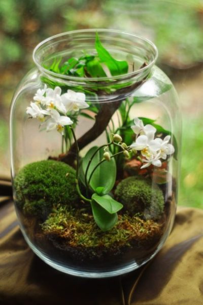 Baby orchids growing in a terrarium
